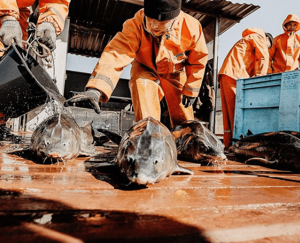 Tienda de Caviar Ruso